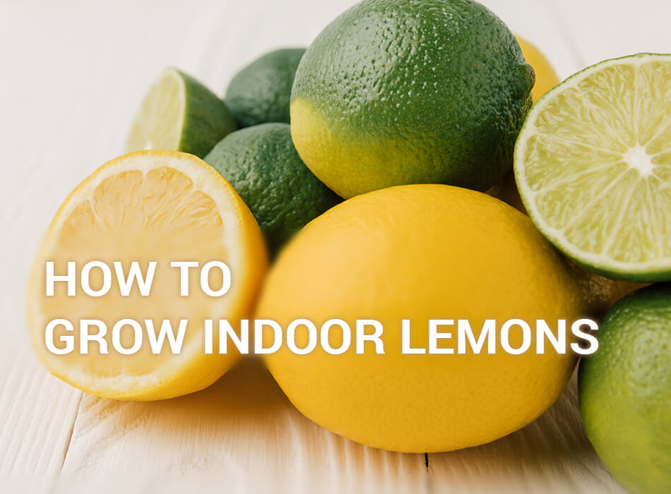 How to grow lemon trees indoors