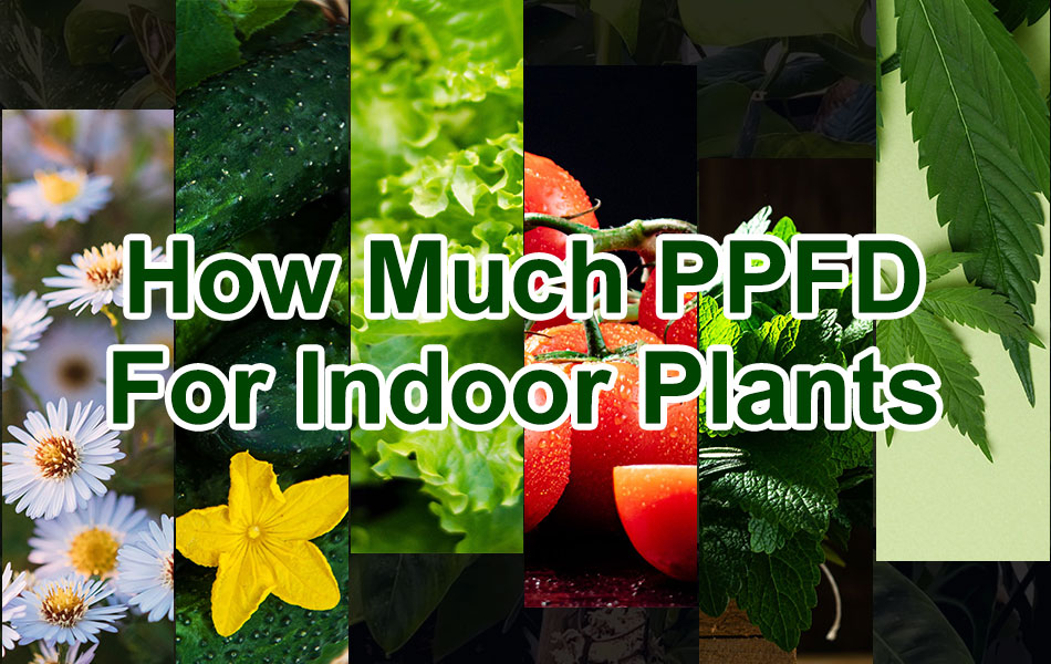 How much PPFD for weed, cucumbers, tomatoes,flowers,herbs and lettuce