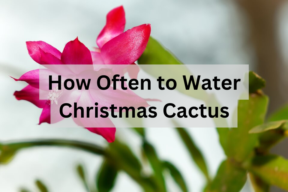 how often to water christmas cactus