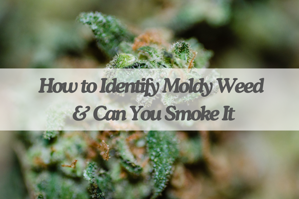 How to Identify Moldy Weed & Can You Smoke It