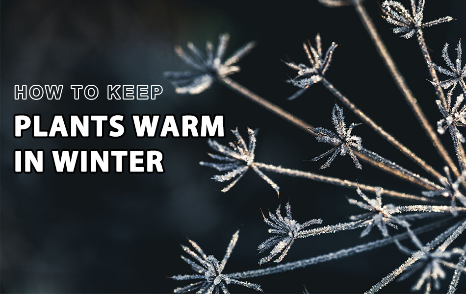 Plants that frost in winter with words "how to keep plants warm in winter"