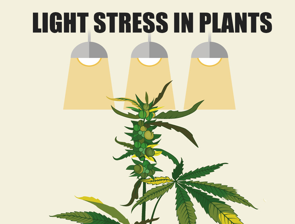The light stress in plants including excess light stress and low light stress
