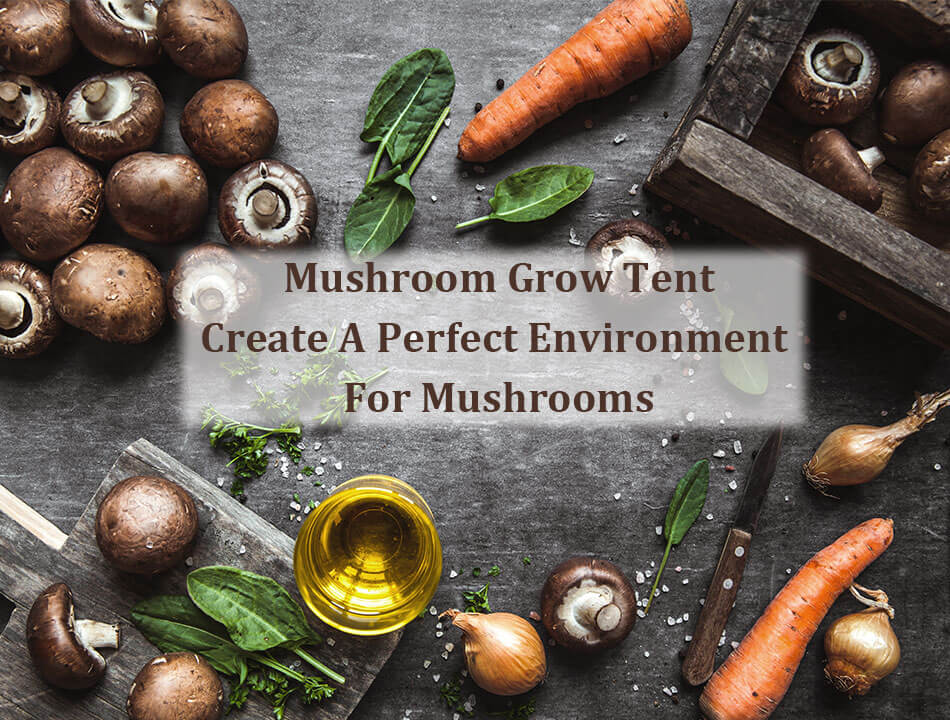 mushroom grow tent