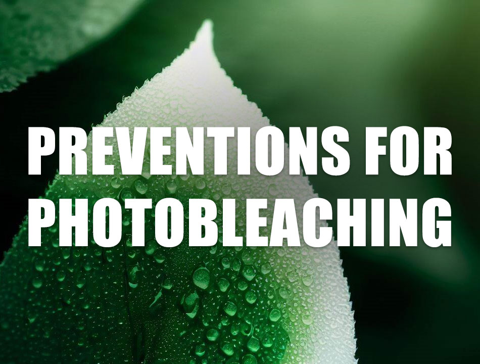 Photobleaching in cannabis and how to prevent it