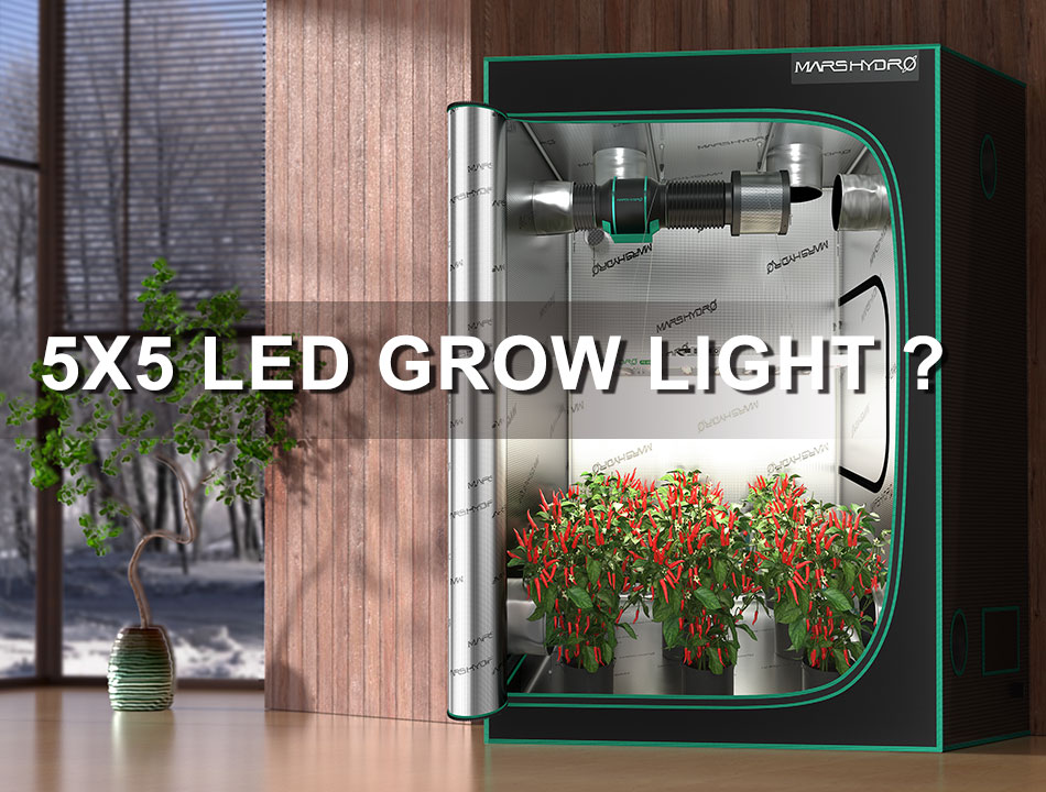 Best Led Grow Light For Your 5x5 Tent