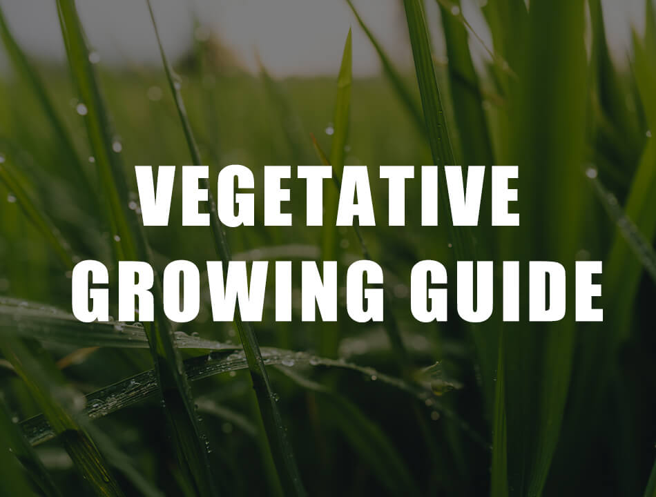 The cannabis vegetative stage growing guide