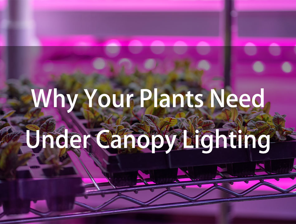 Why Your Plants Need Under Canopy Lighting