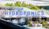 Can a Hydroponic Growing System Grow Better Weed? — An Overview Of Weed Hydroponics