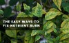 How to Spot & Fix Nutrient Burn in 3 Easy Steps