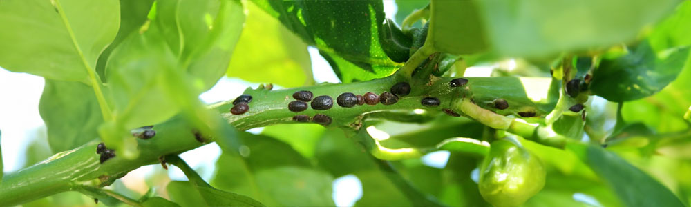 pests on monstera deliciosa