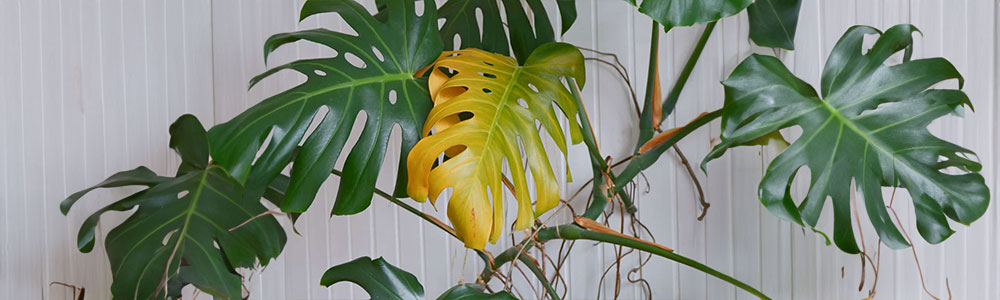 nutrient deficiencies of monstera deliciosa