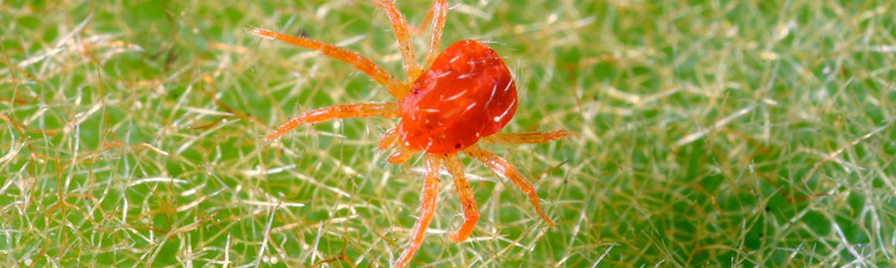 Spider Mites