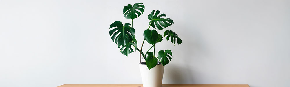 Monstera Deliciosa