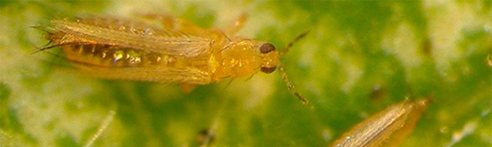 Thrips Larvae