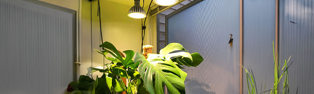 light for monstera deliciosa