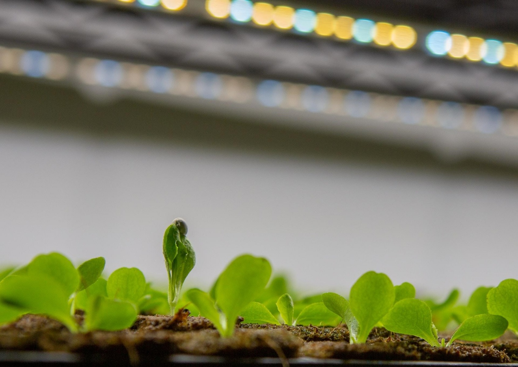  Seedlings starting to emerge while growing under LED lights