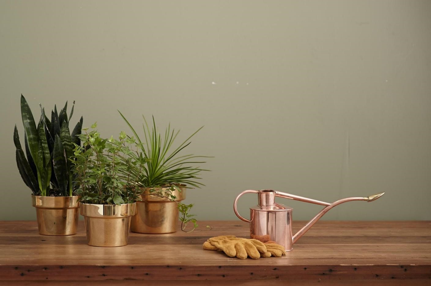 A brass-colored watering can with plants next to it