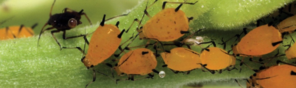 Aphids