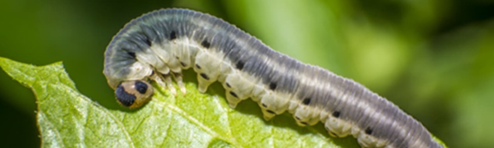 Cutworms