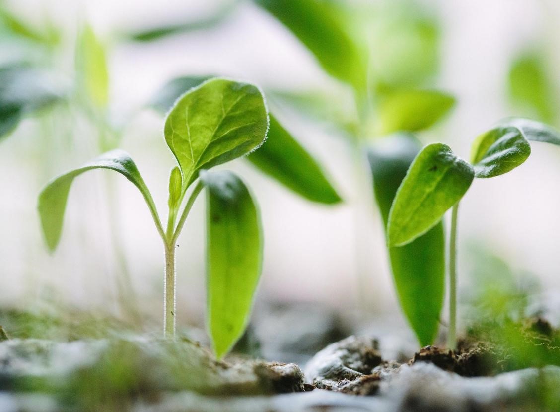 A close-up of seedlings just coming into the world