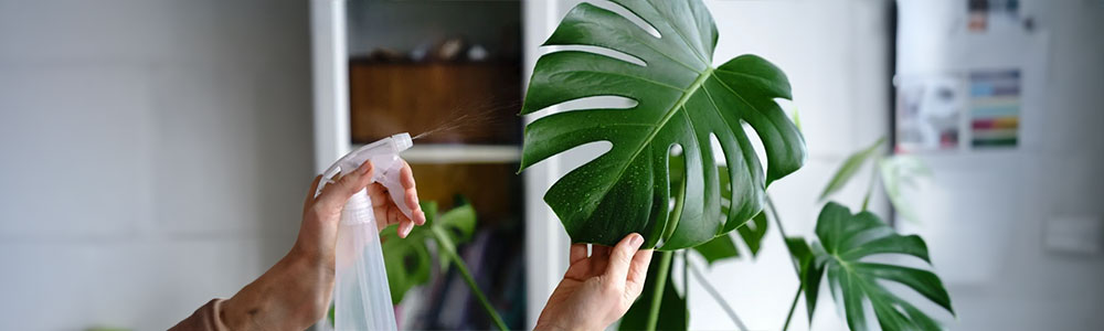 water monstera deliciosa