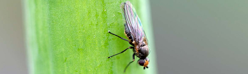 Leaf Miner