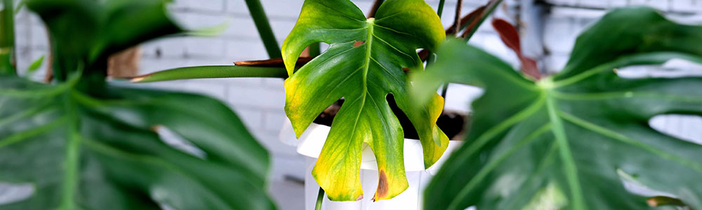 yellow leaves of monstera deliciosa