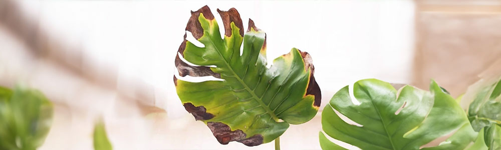 brown tips of monstera deliciosa