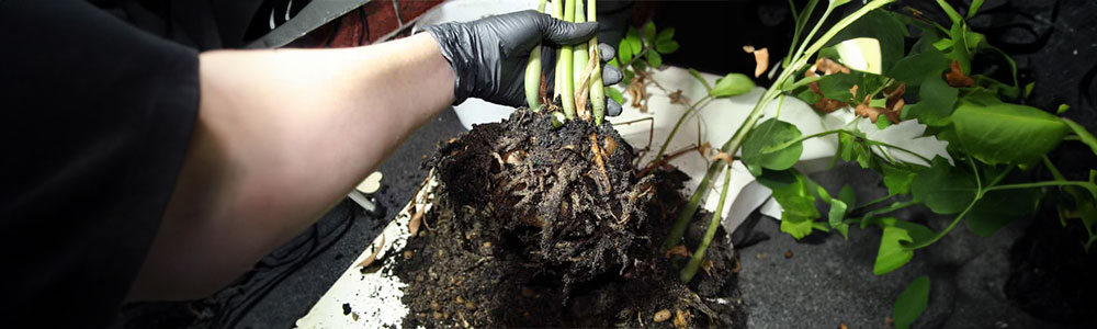 root rot of monstera deliciosa