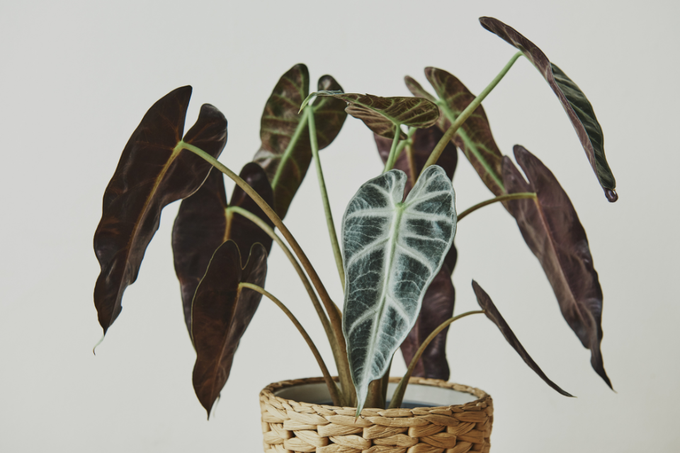 African Mask Plant