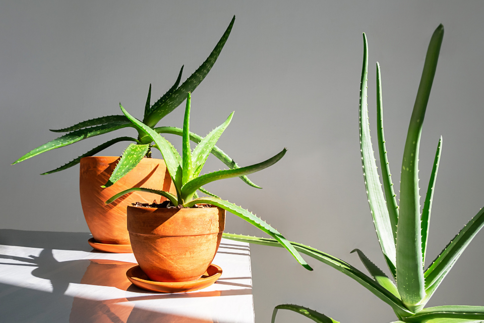 Aloe plant under direct plant