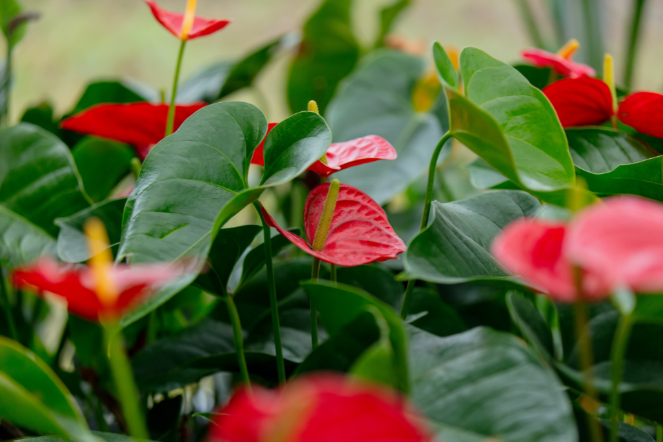 Anthurium