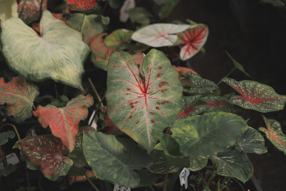 Caladium
