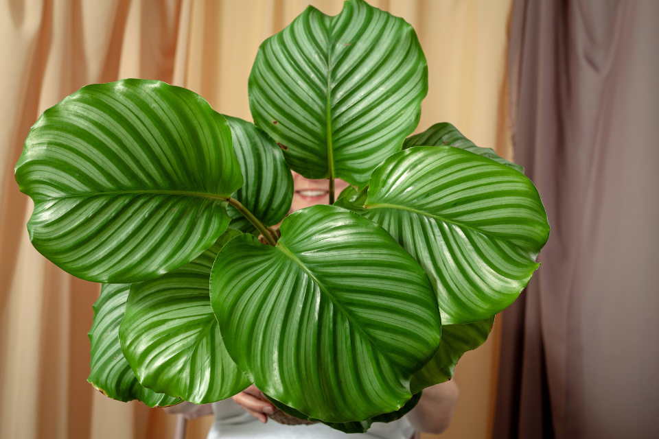 Calathea Orbifolia