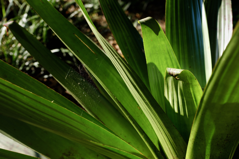 Cast Iron Plant