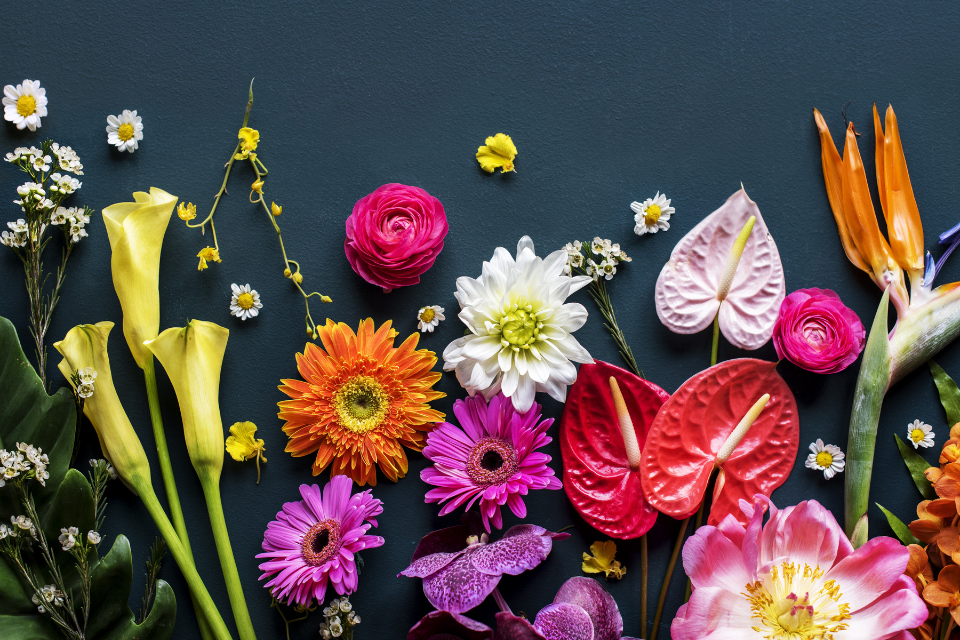 Cutting flower varities