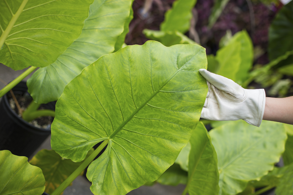Elephant Ear Plant