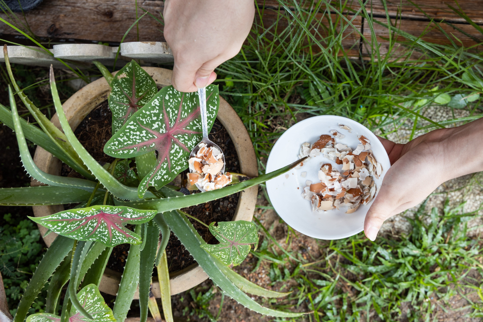 Feed a aloe plant with organic fertilizer