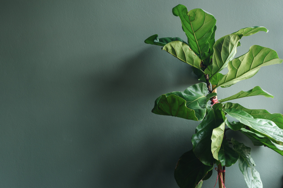 Fiddle Leaf Fig