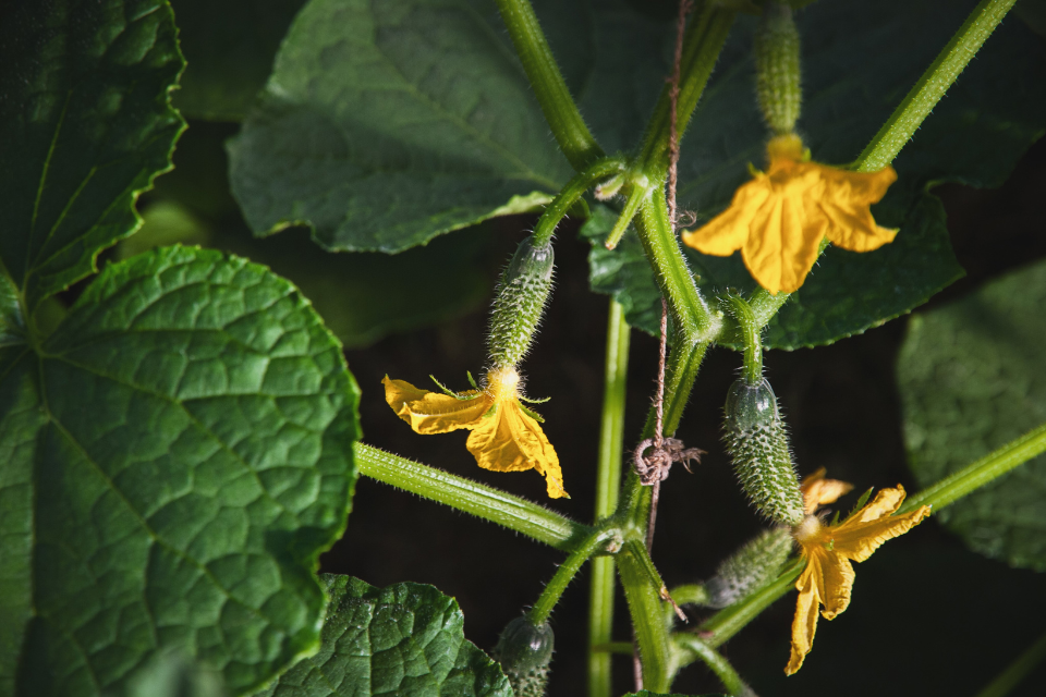 Flowering stage of cucumber stage