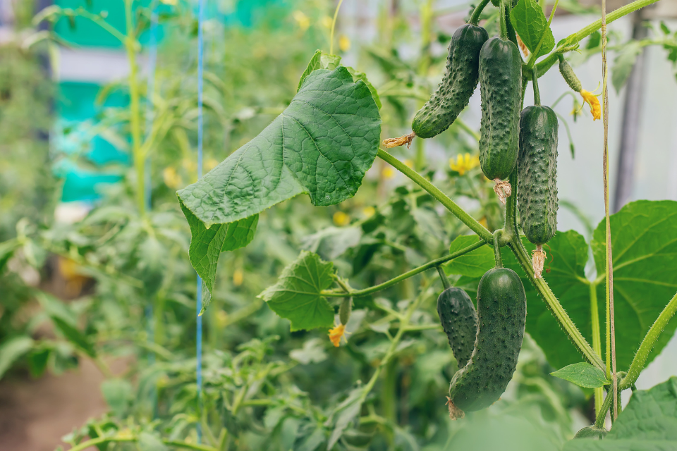 Fruiting stage of cucumber