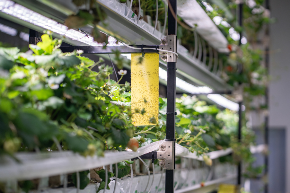 Fungus gnats in grow room