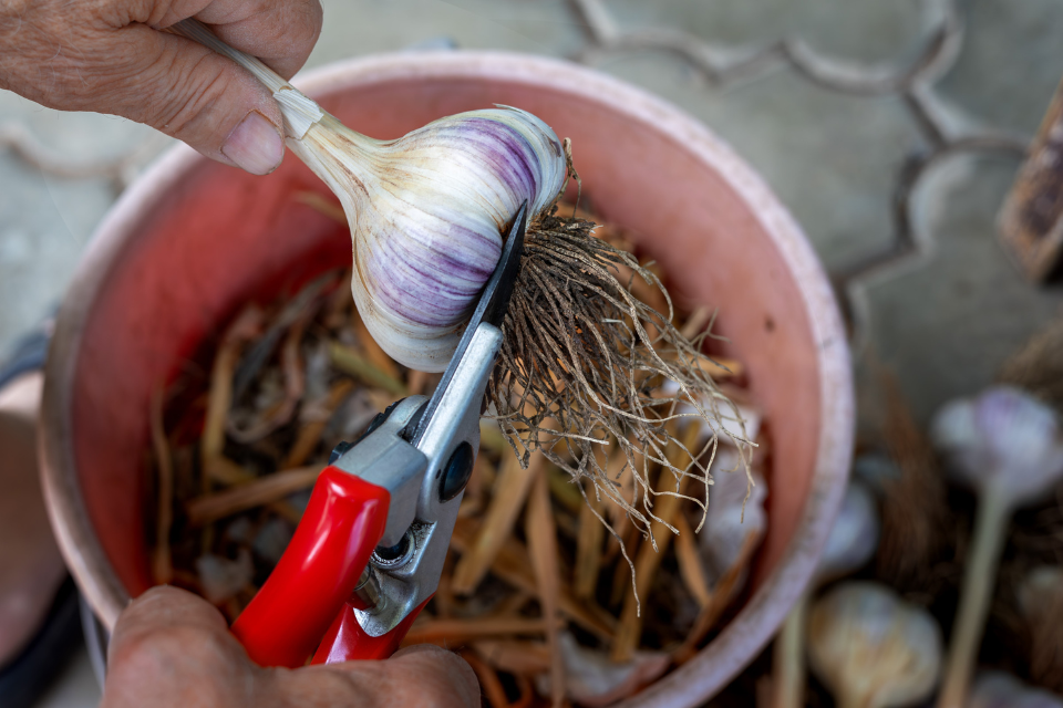 Harvest a garlic