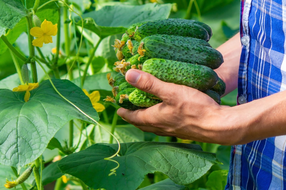 Harvesting Stage