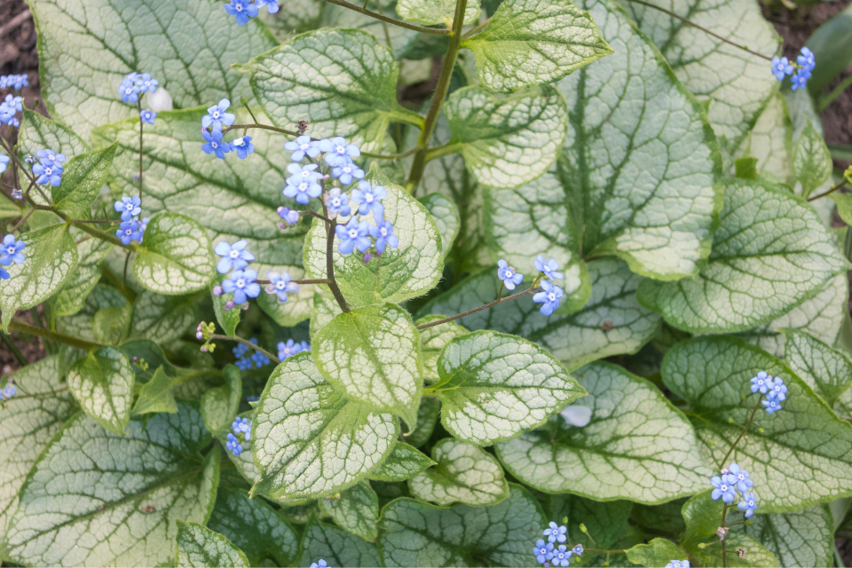 Heartleaf Brunnera