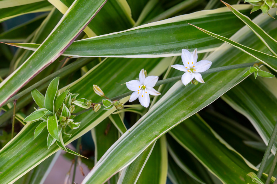 Spider plant flowers