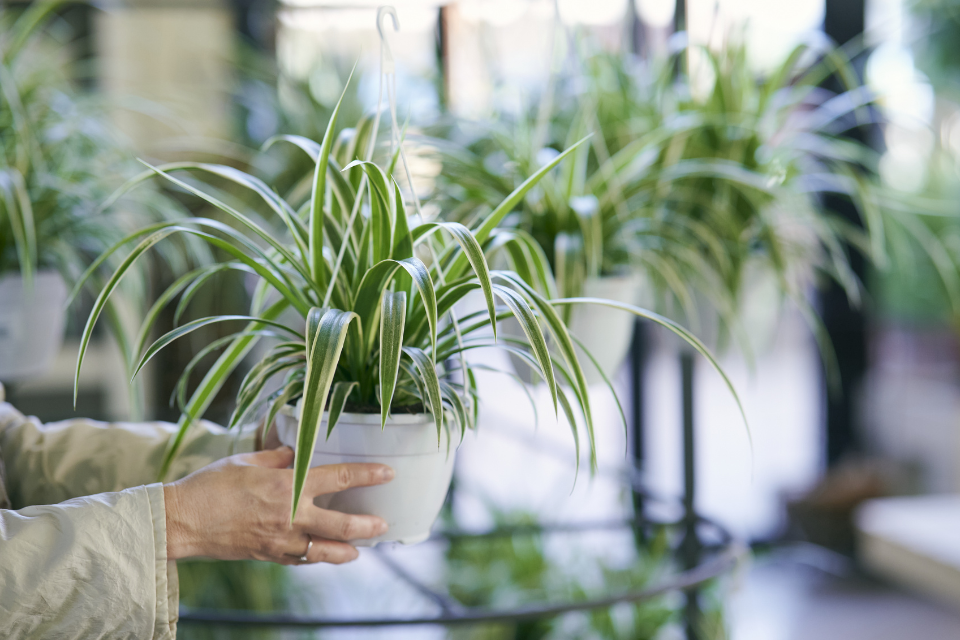 Indoor Spider Plant