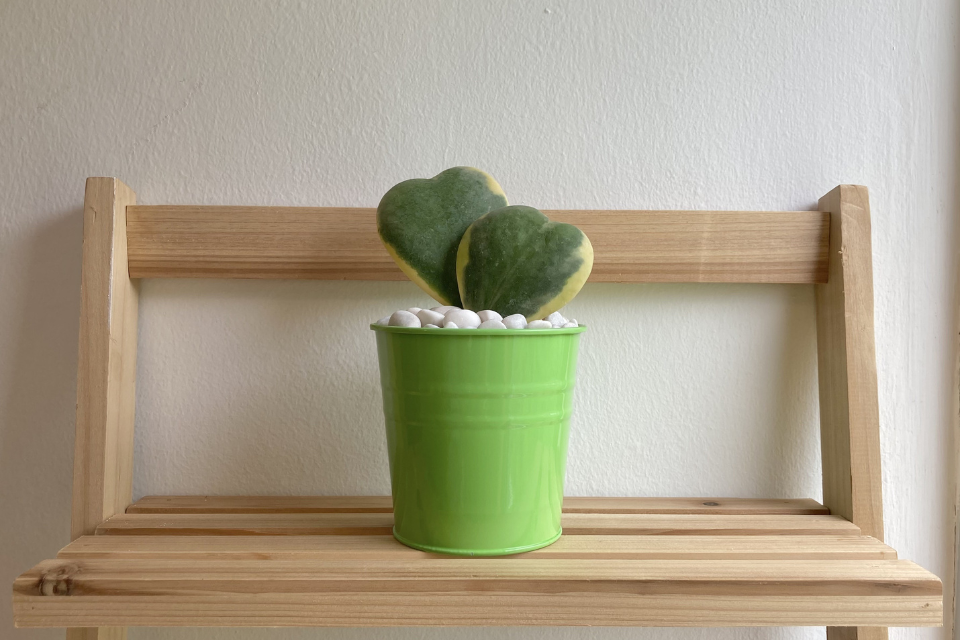 Hoya Kerrii