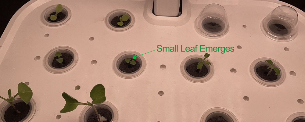 remove the grow domes when small leaf emerges