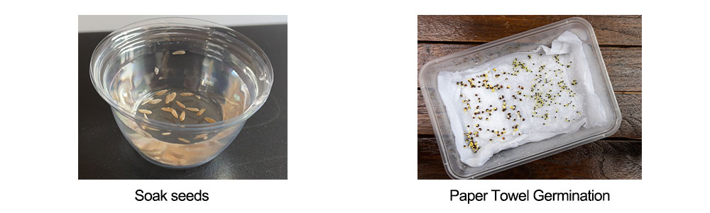 The handling of seeds: soak seeds and paper towel germination